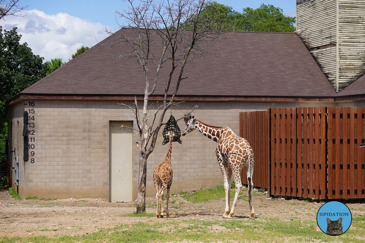 Como Zoo and Conservatory