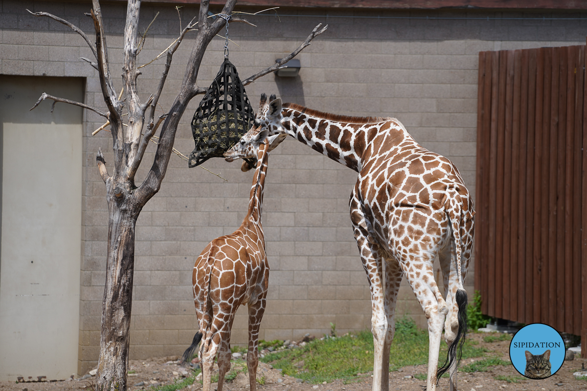 Como Zoo and Conservatory