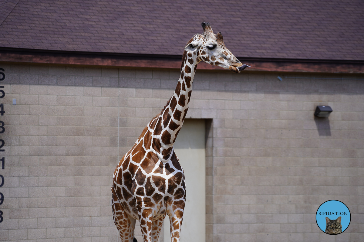 Como Zoo and Conservatory