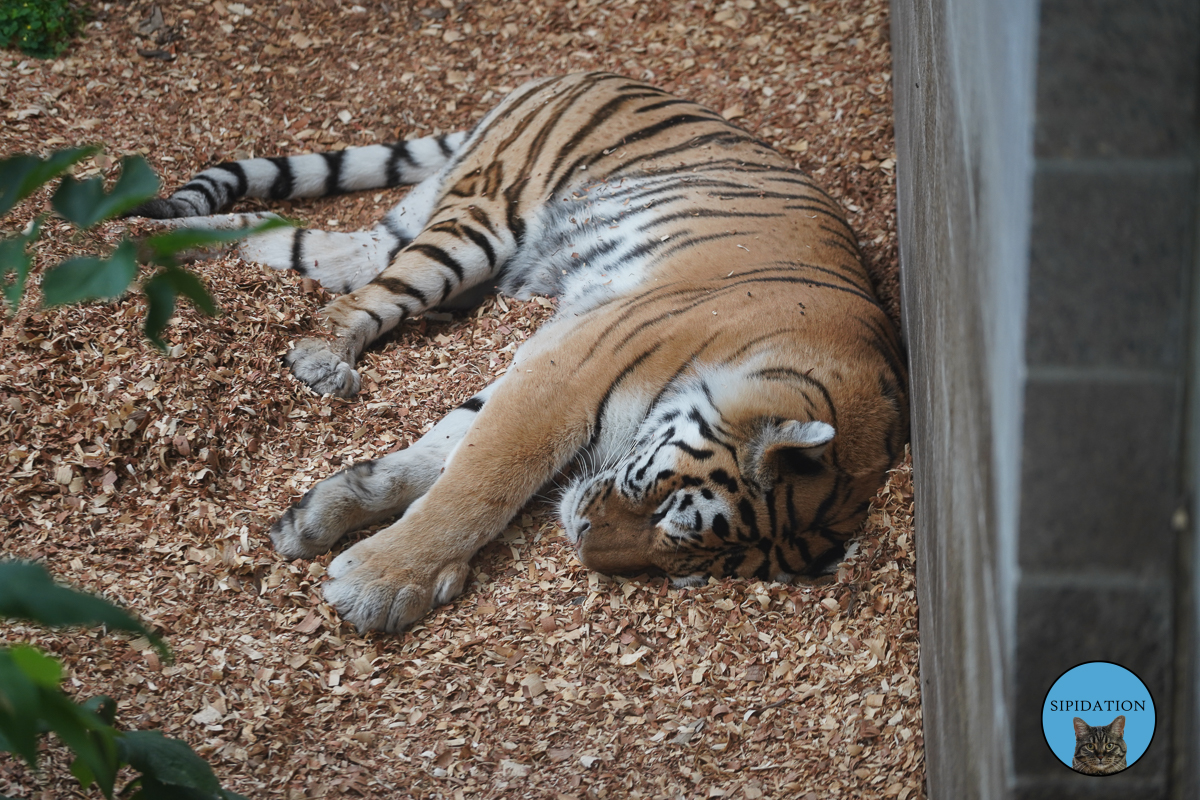 Como Zoo and Conservatory