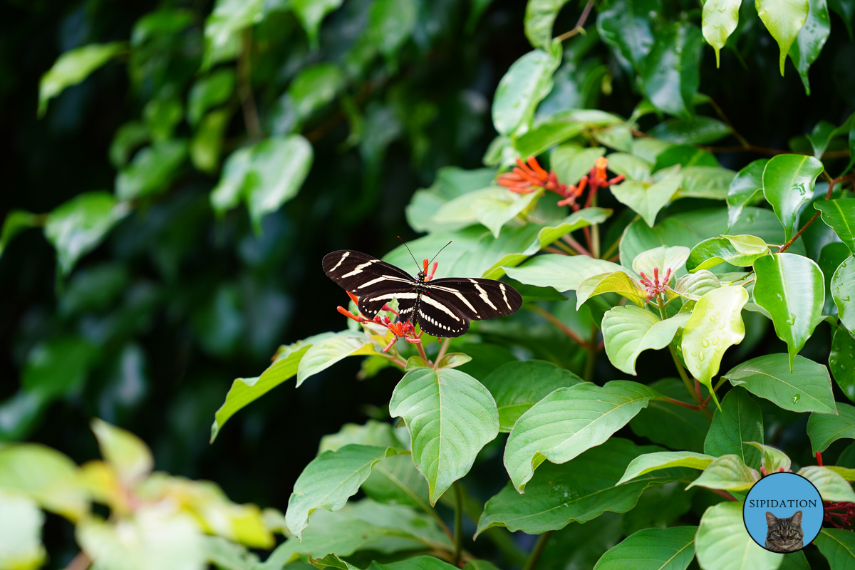 Naples, Florida