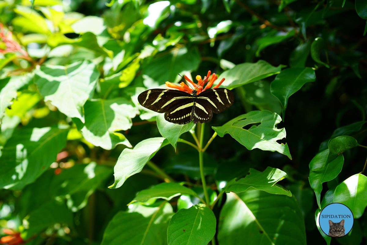 Naples, Florida