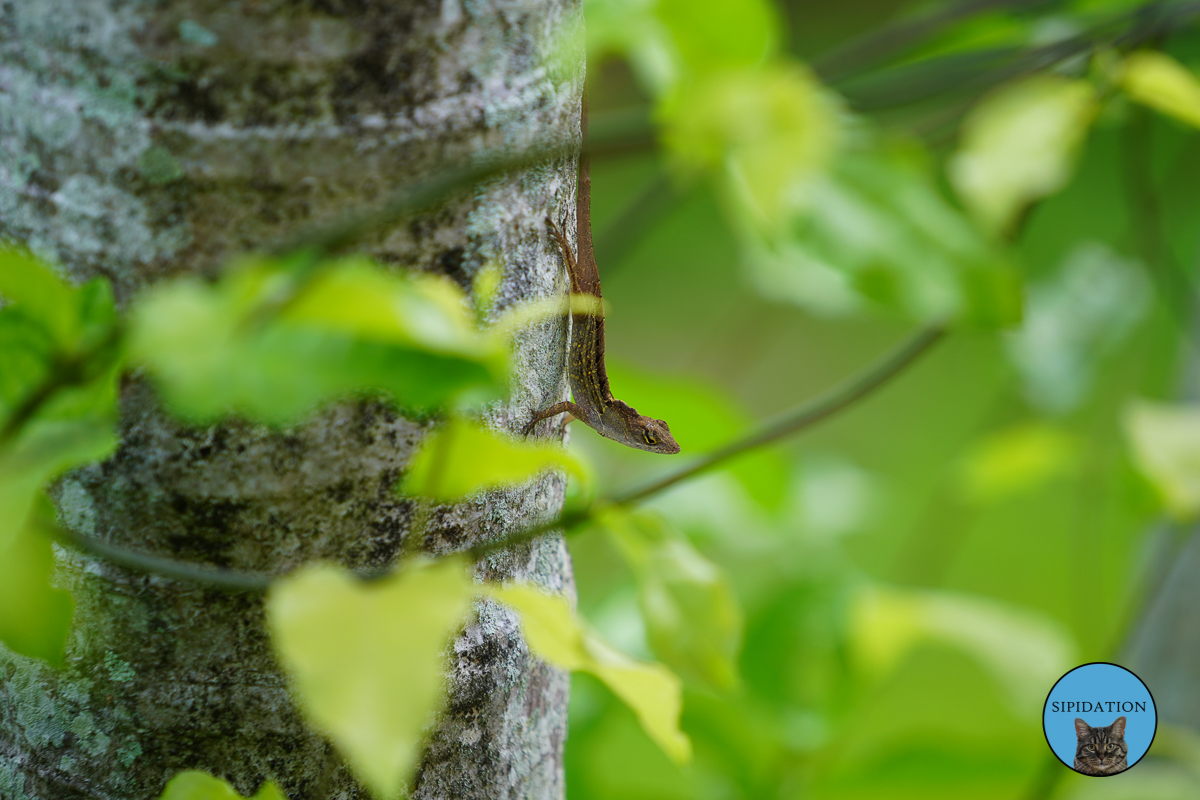 Naples, Florida