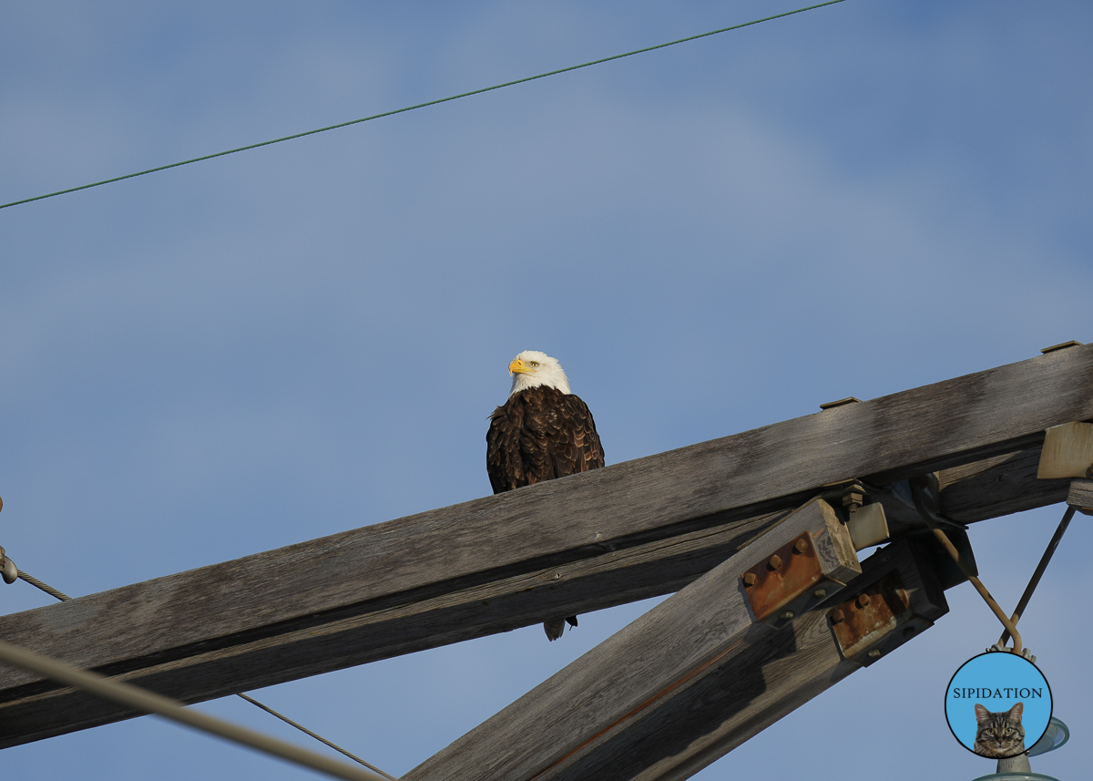 Bald Eagle on electrical pole