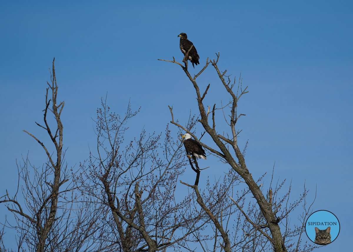 Bald Eagles - Red Wing Minnesota