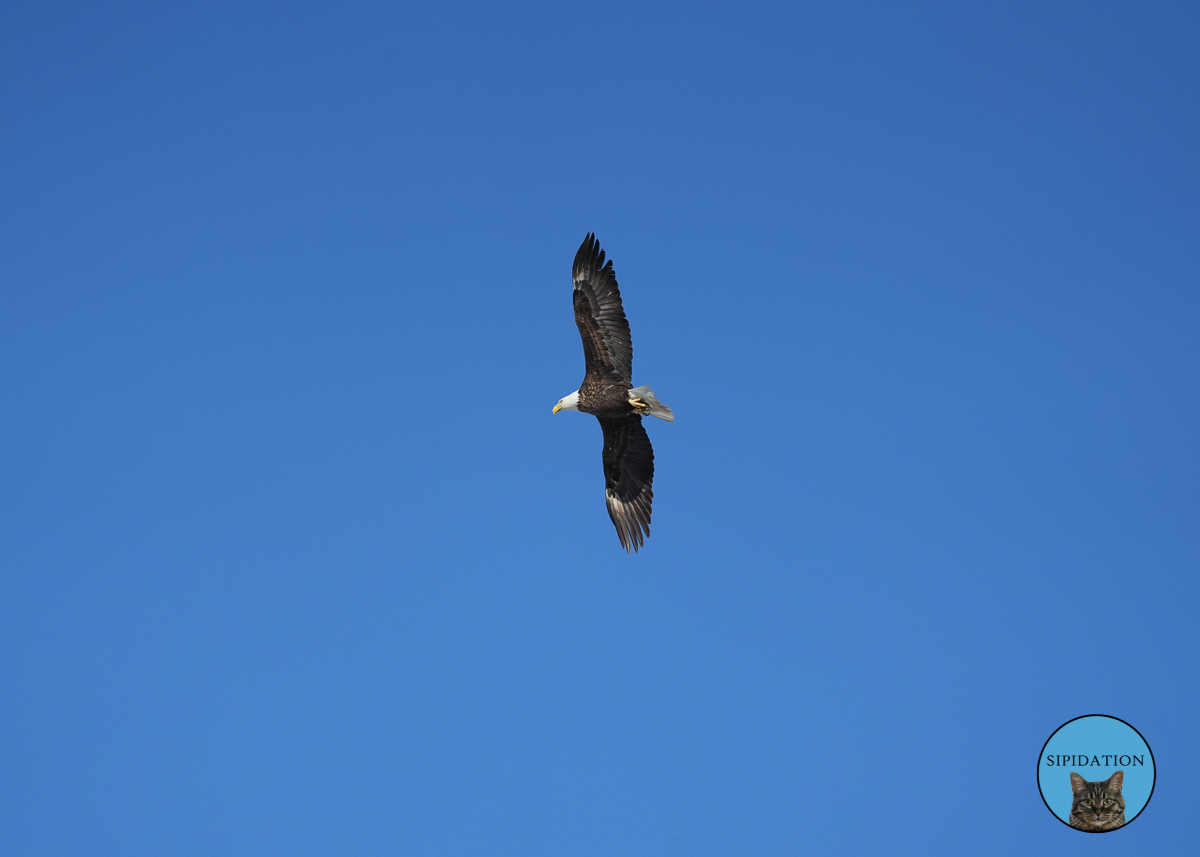 Bald Eagles - Red Wing Minnesota