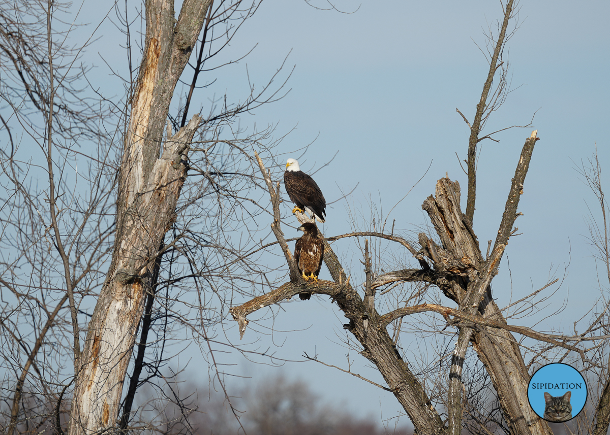 Bald Eagles - Red Wing Minnesota