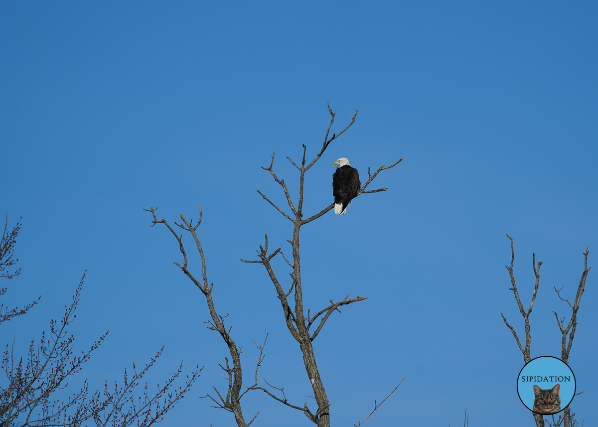 Bald Eagles - Red Wing Minnesota