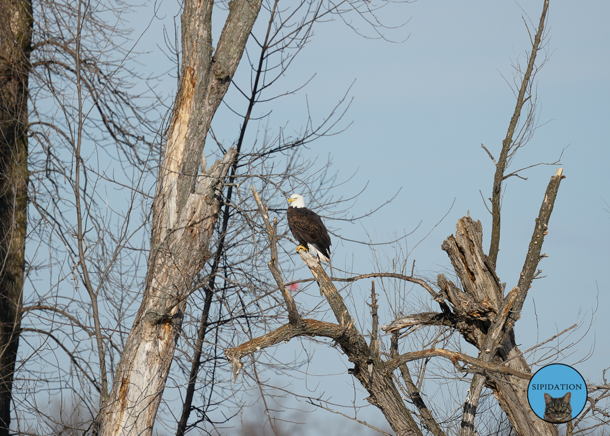 Bald Eagles - Red Wing Minnesota