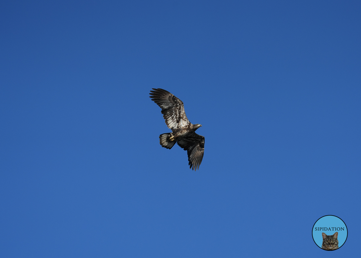 Bald Eagles - Red Wing Minnesota