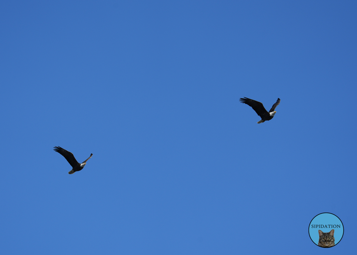 Bald Eagles - Red Wing Minnesota