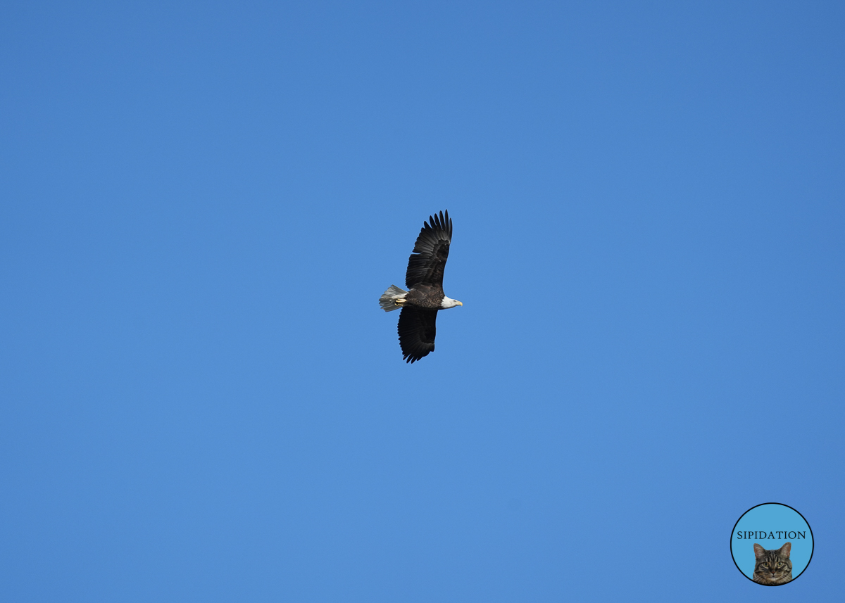 Bald Eagles - Red Wing Minnesota