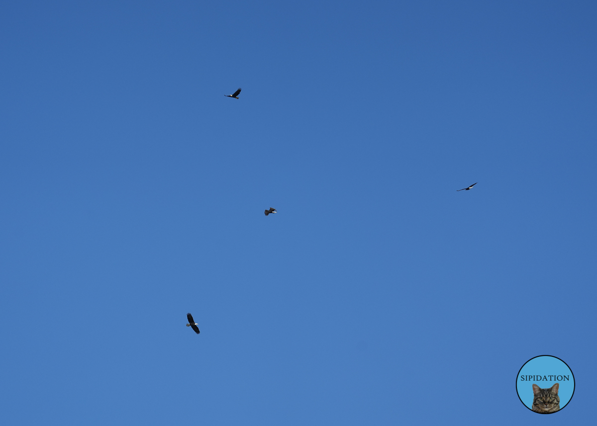 Bald Eagles - Red Wing Minnesota