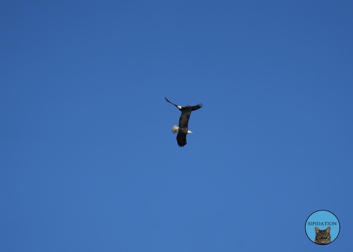 Bald Eagles - Red Wing Minnesota