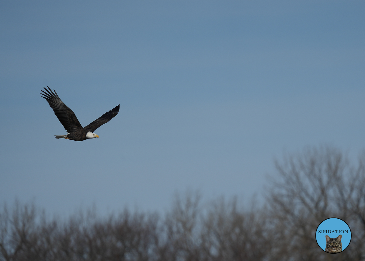 Bald Eagles - Red Wing Minnesota