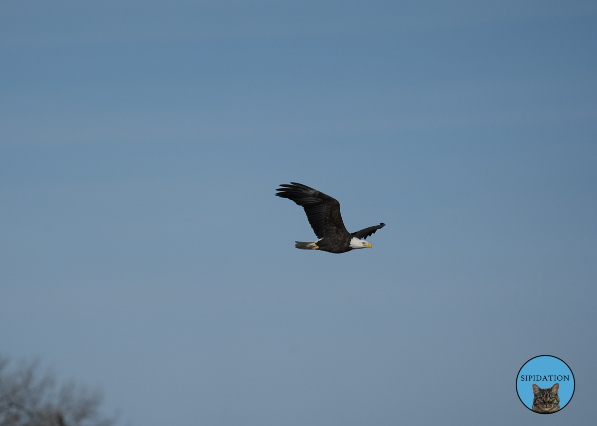 Bald Eagles - Red Wing Minnesota