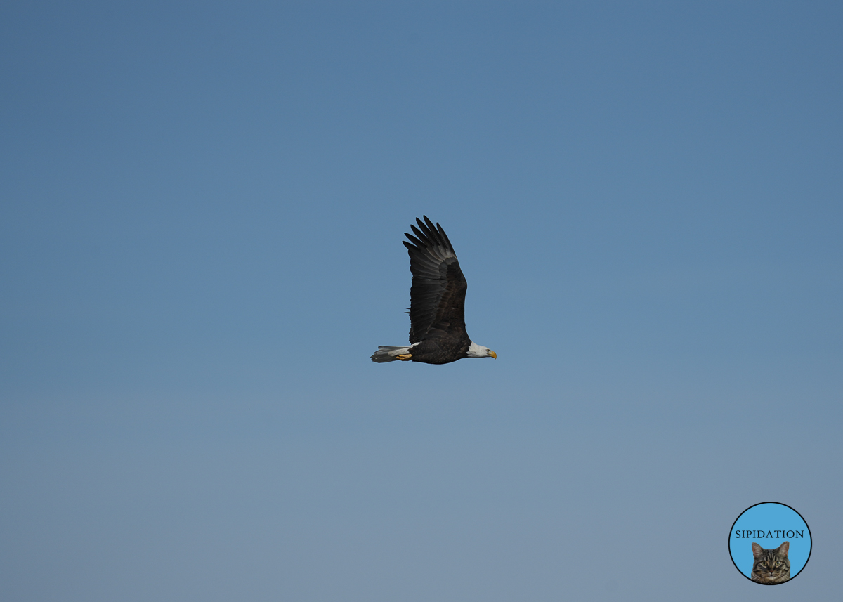 Bald Eagles - Red Wing Minnesota