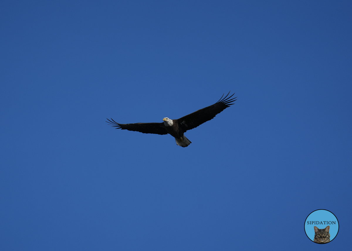 Bald Eagles - Red Wing Minnesota