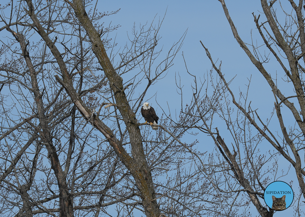 Bald Eagles - Red Wing Minnesota