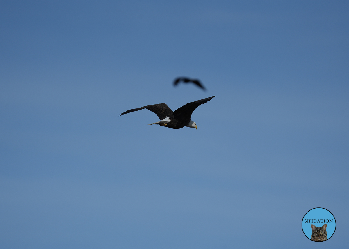 Bald Eagles - Red Wing Minnesota