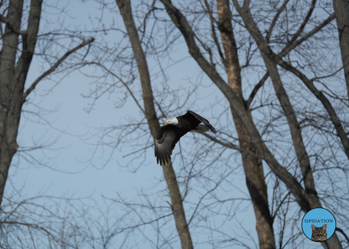 Bald Eagles - Red Wing Minnesota