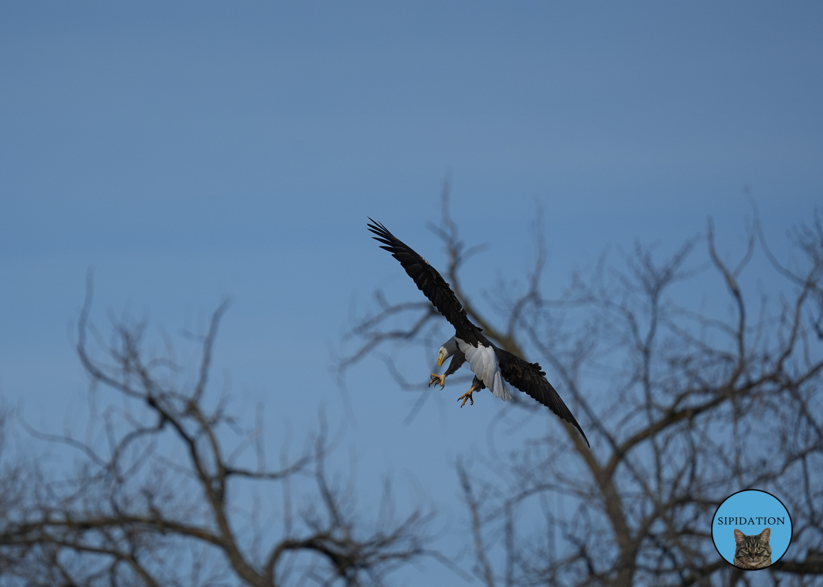 Bald Eagles - Red Wing Minnesota