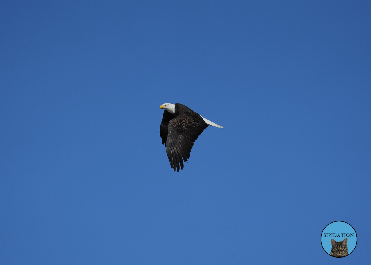 Bald Eagles - Red Wing Minnesota