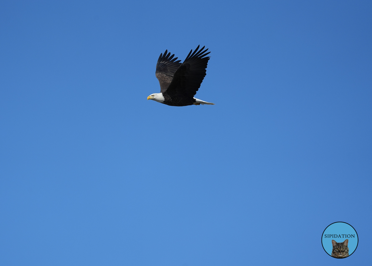 Bald Eagles - Red Wing Minnesota