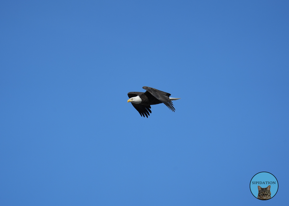 Bald Eagles - Red Wing Minnesota