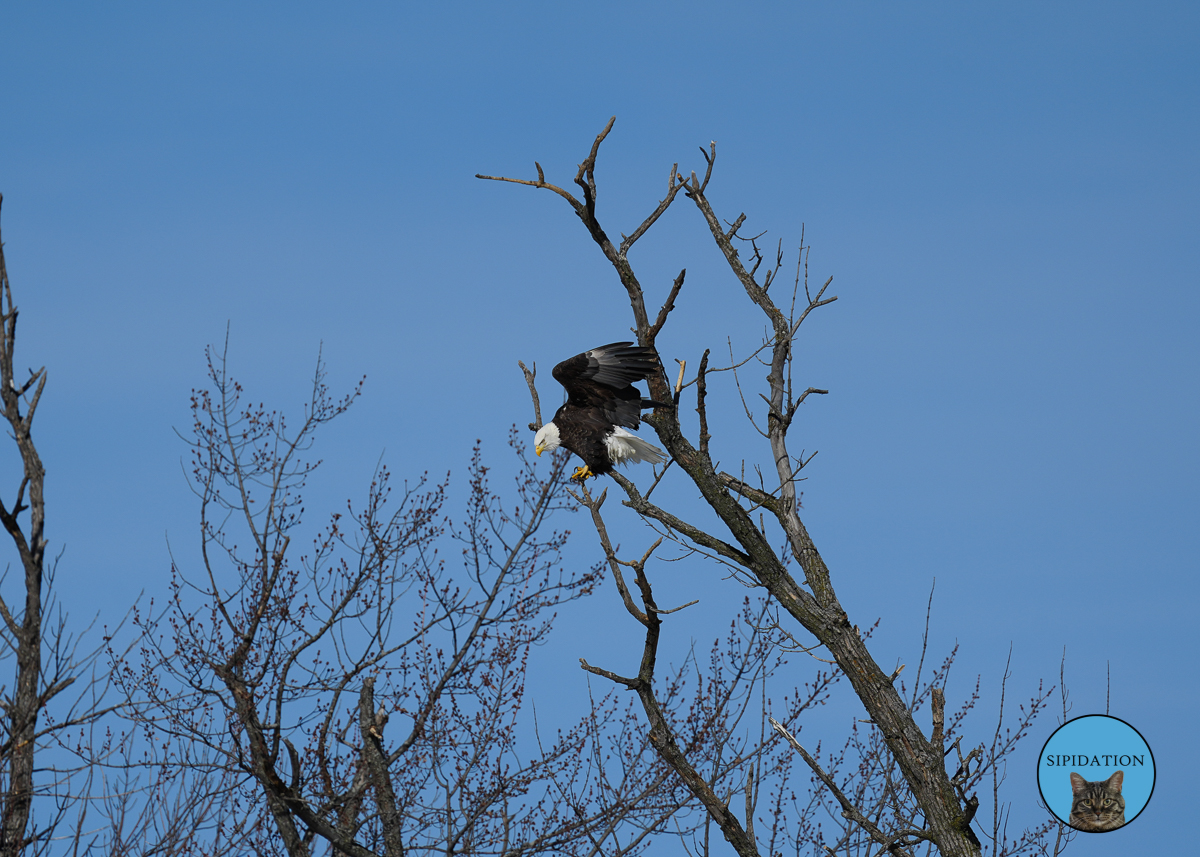 Bald Eagles - Red Wing Minnesota