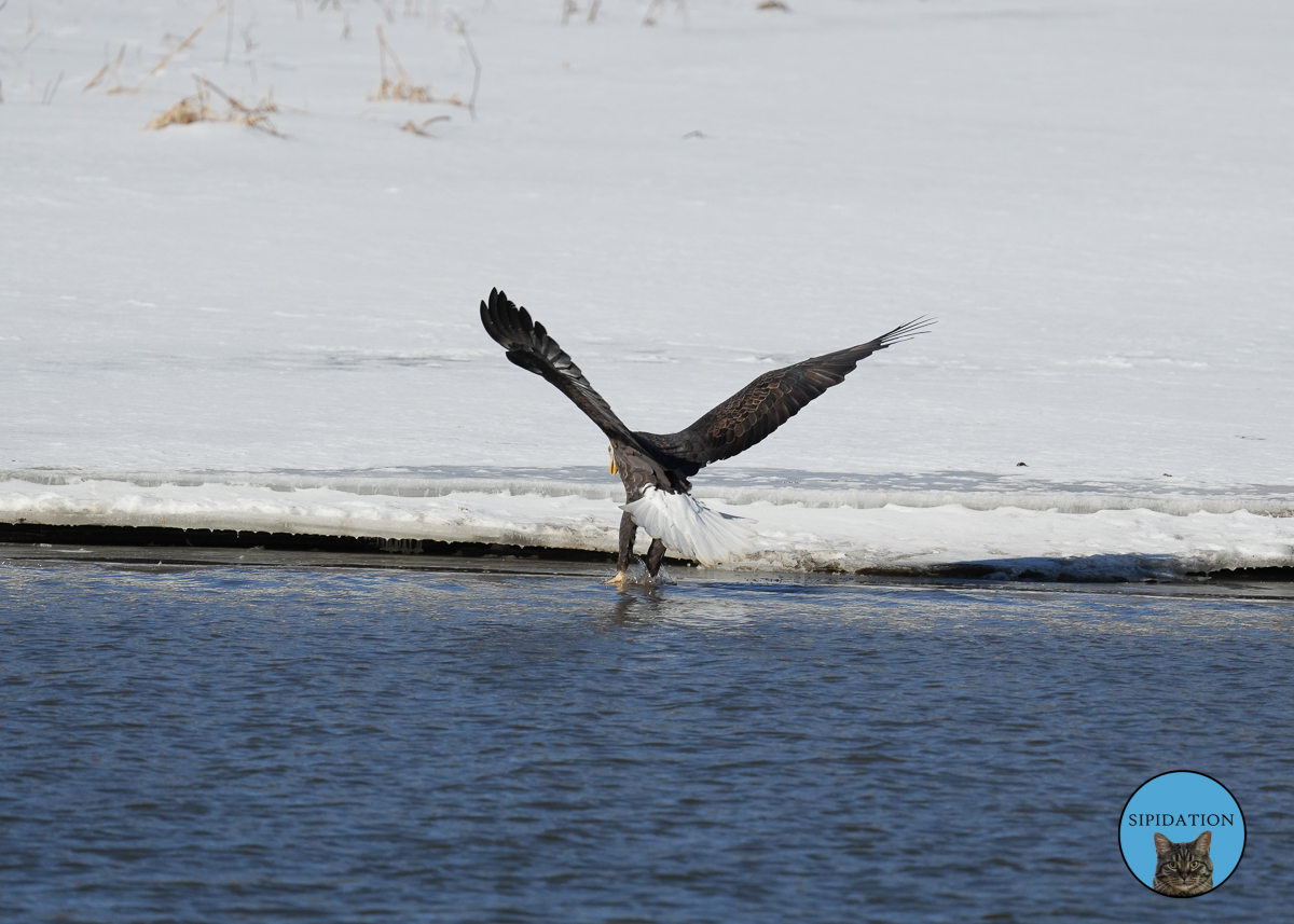 Bald Eagles - Red Wing Minnesota