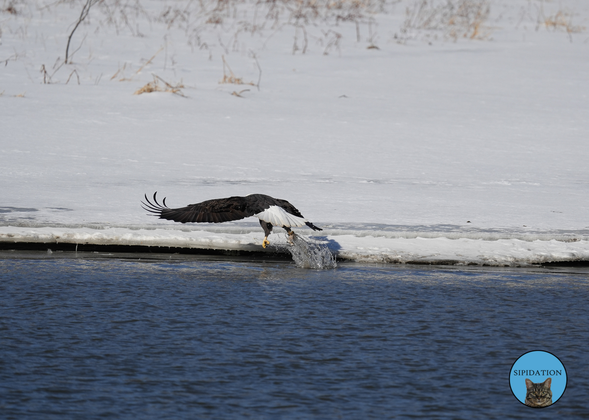 Bald Eagles - Red Wing Minnesota