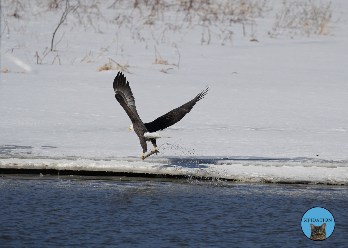 Bald Eagles - Red Wing Minnesota