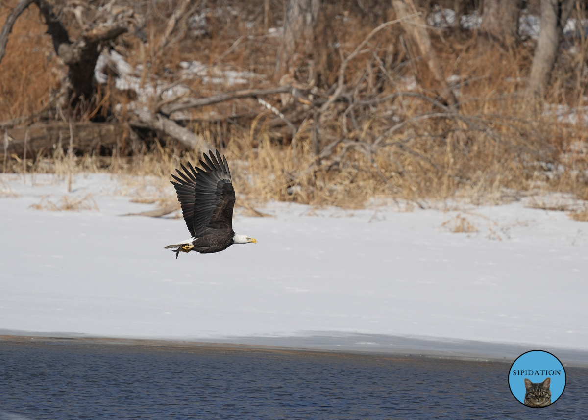 Bald Eagles - Red Wing Minnesota