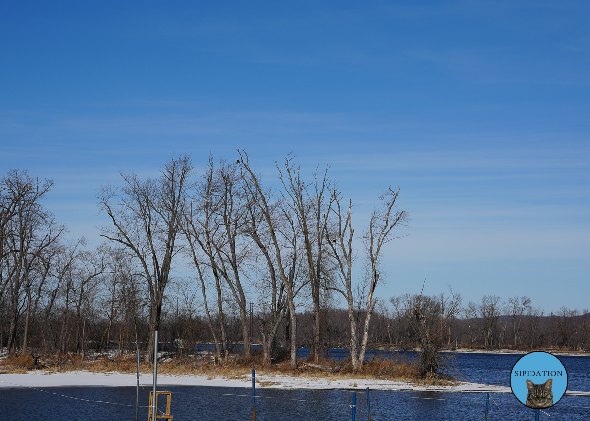 Bald Eagles - Red Wing Minnesota